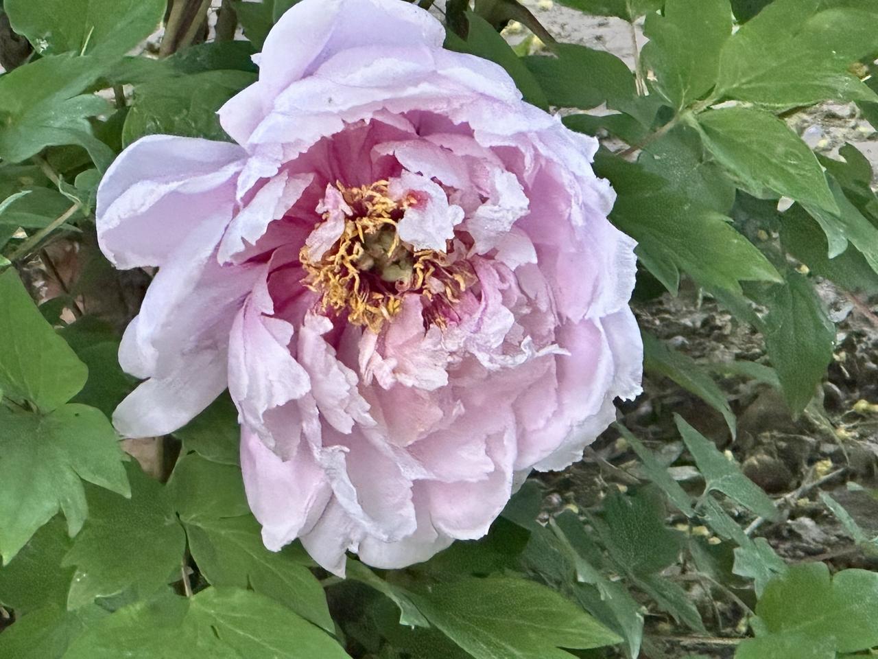 曾经有个和我关系平平的同事，离职后我们互相删除了微信。最近，他突然打电话给我，说