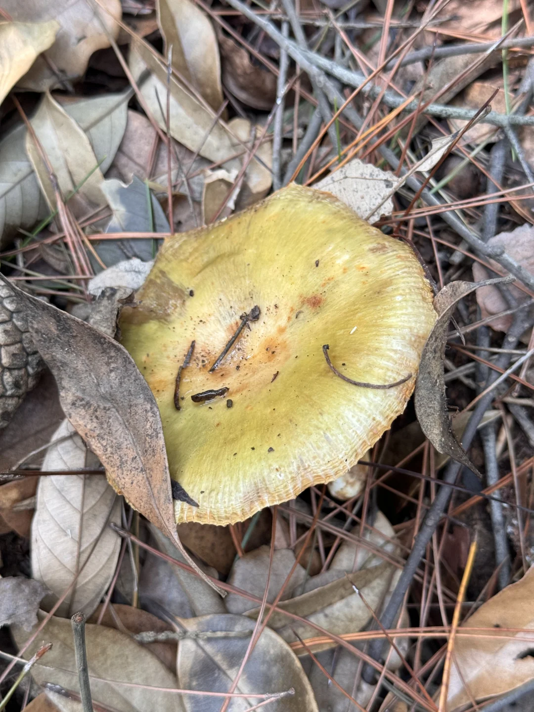 是谁在旺山捡到松乳菇了