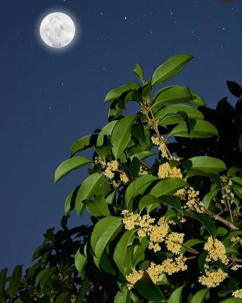 鹧鸪天·中秋寄情

桂影婆娑玉宇清，蛩声渐起小窗扃；
千年月照人间路，一盏茶分世