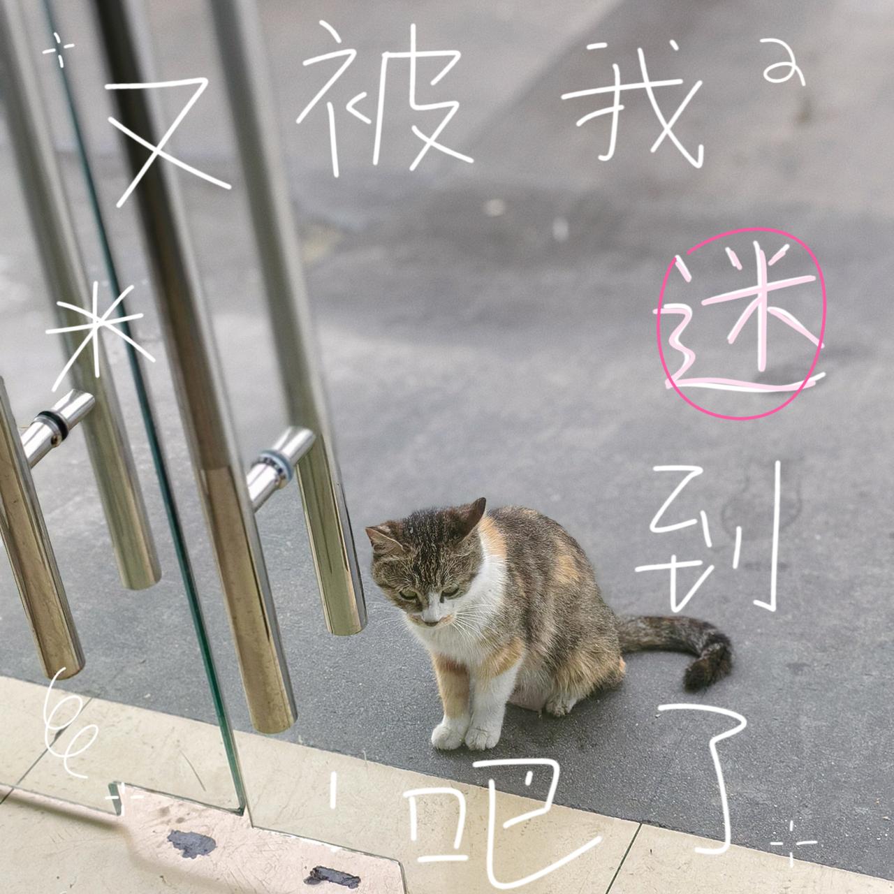 今天吃大排～

我吃一半，
留一半给猫。

这样，它开心，我也是～
