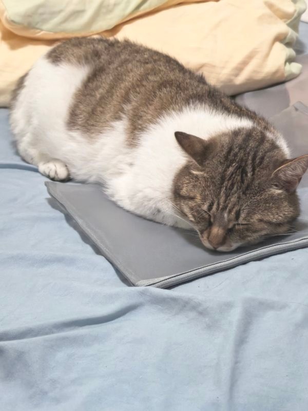 15173只狸一只呆傻的猫霸占了人的床😭 