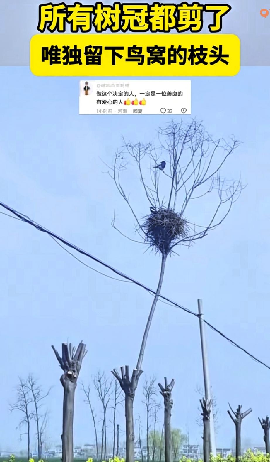 真的被安徽宿州这波操作暖到了！
难怪连新华社都忍不住点名表扬。
 
全城修剪绿化