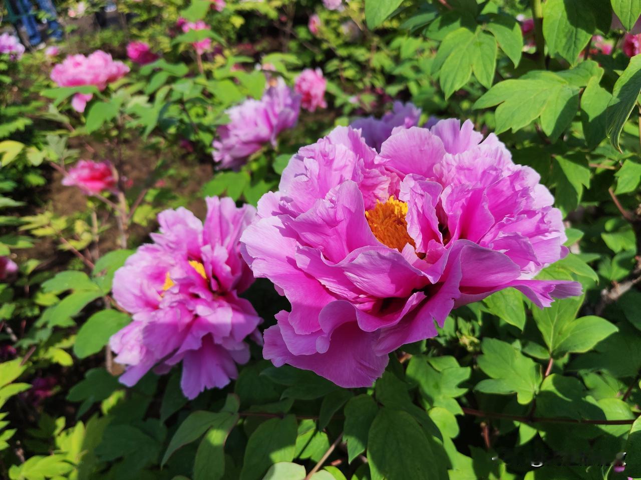 一到洛阳，我便马不停蹄地赶赴花事

4月21日下午，我抵达洛阳，此时正下着倾盆大