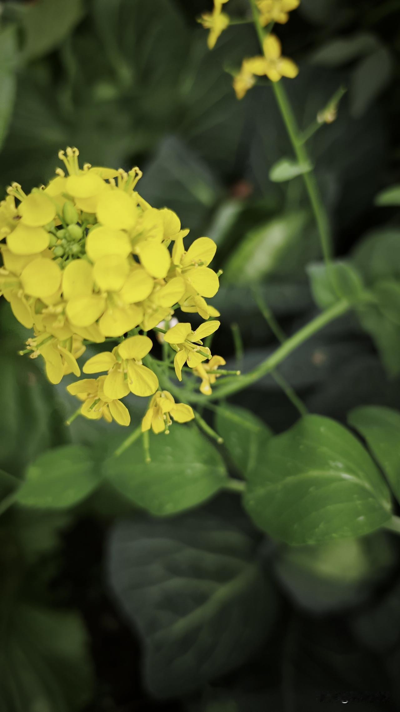 今年春天最想实现的心愿希望家人都无灾无病，宁静度日，尽享春日美好。