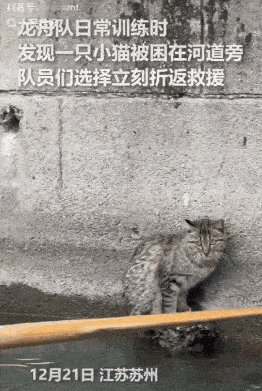 三桨托举一只猫！这才是中国人刻在骨子里的温柔

谁能想到，一支训练中的龙舟队，会
