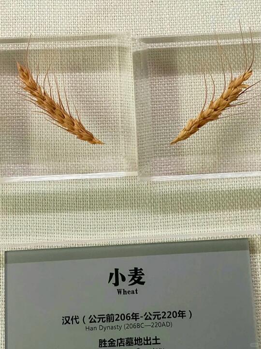 历史不过是麦子🌾熟了几千次