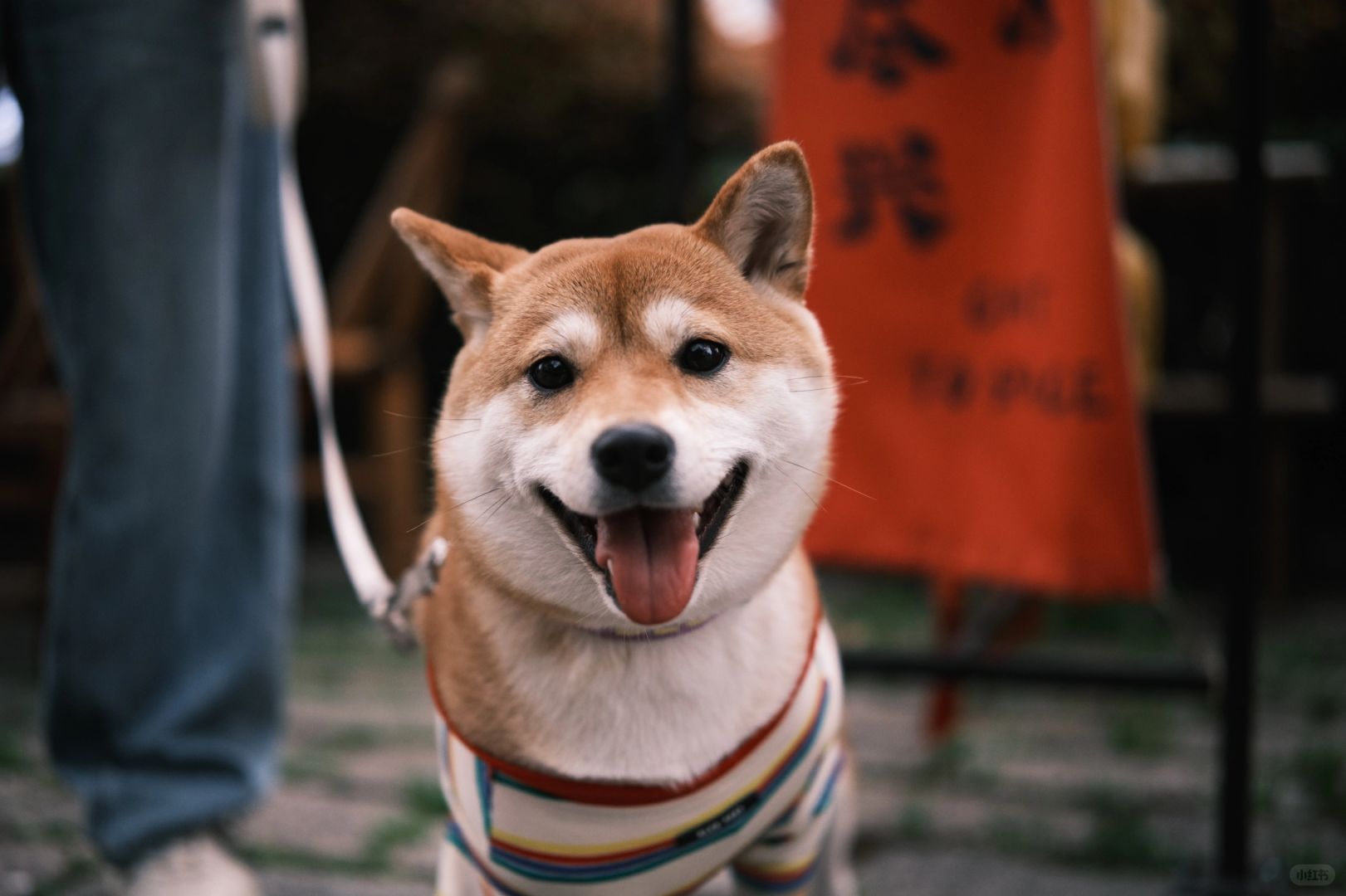 📸今天小咩被街拍到了狗生照片