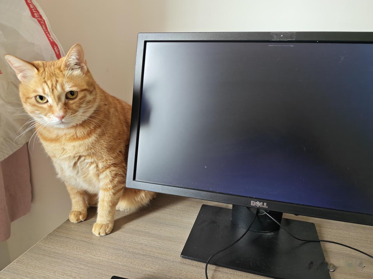 养了四年多的猫孩子，按人的虚龄已是五岁了。

       她每天跟着我寸步不离