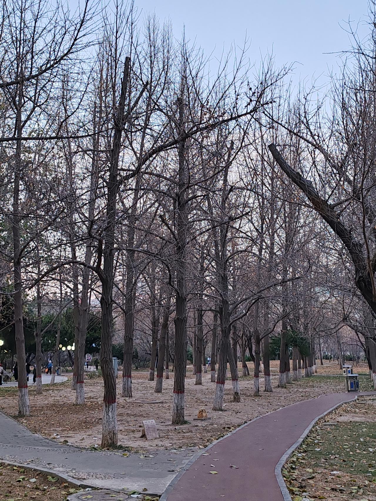 分享一张你最近随拍的照片《冬色》冬日来临树叶飞，徒留枝干冷风吹。饶是有树叶不去，