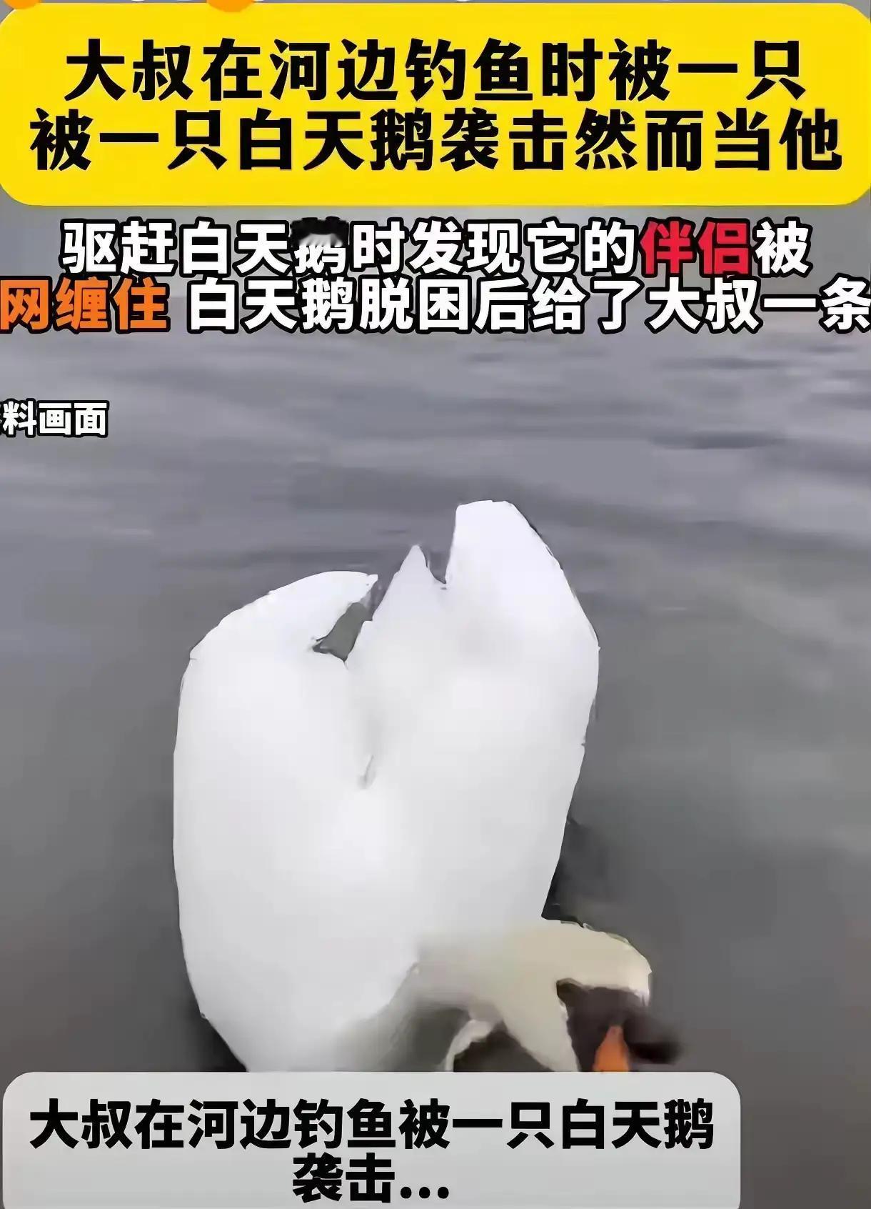 新疆，男子在钓鱼时，一只白天鹅反复啄他的脚，本想把它赶走！没想到天鹅却一步三回头