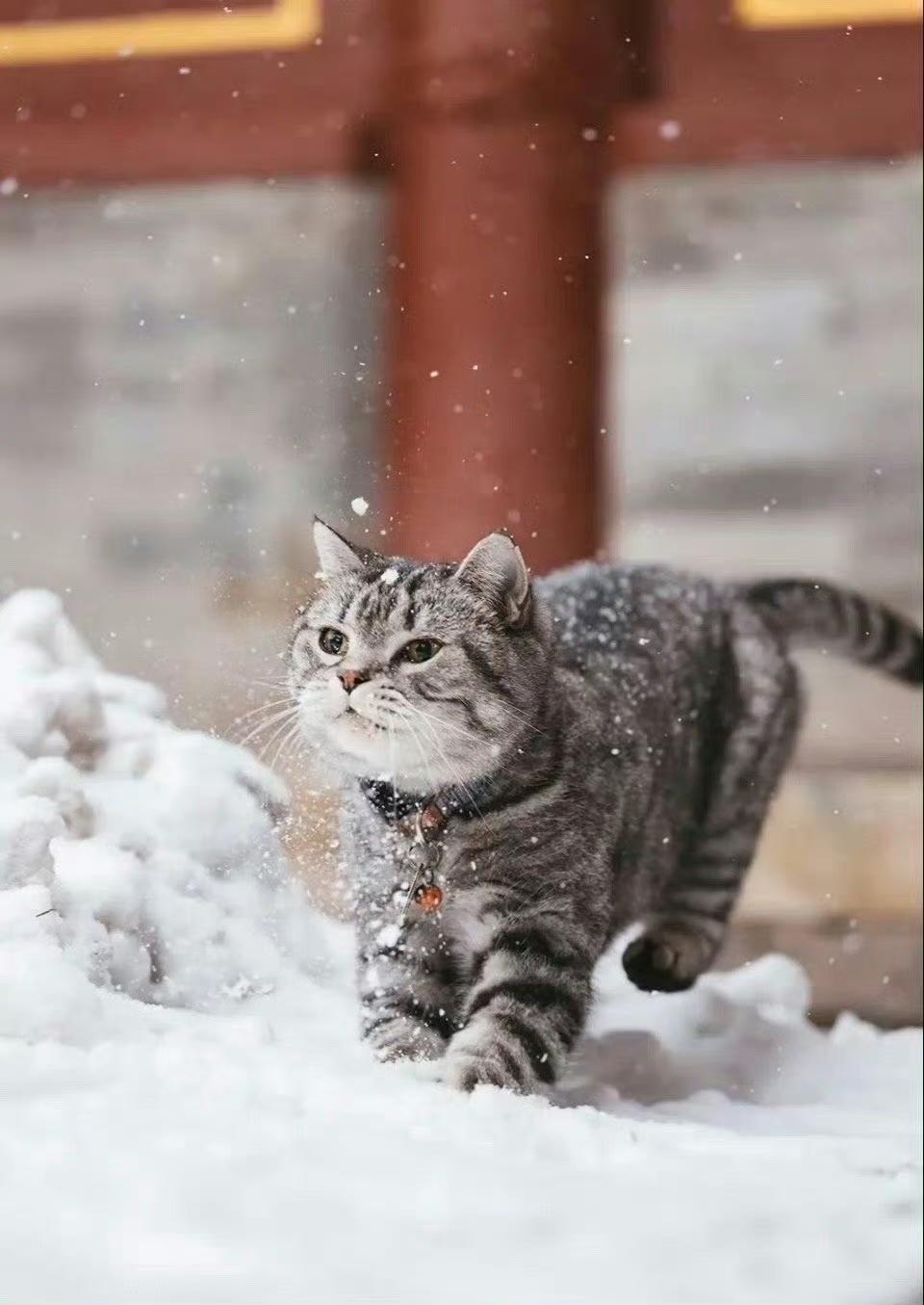 晒图笔记大赛北京下雪遇见故宫的猫会招财，招福。