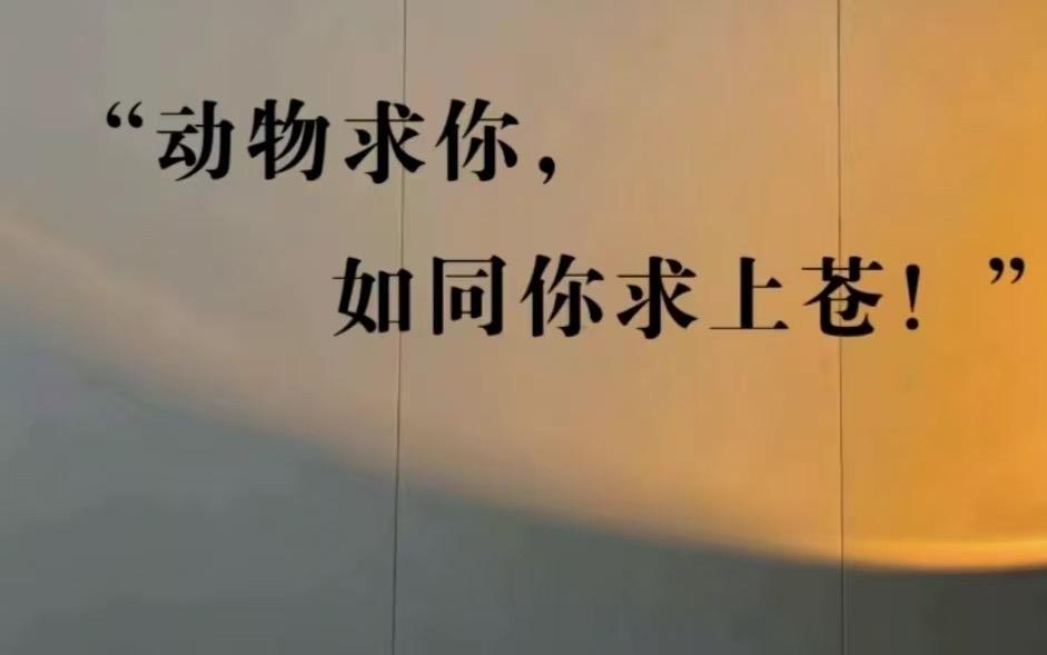 看了个视频，是关于一个池鹭飞到居民小院的池塘每天偷鱼的故事，池鹭是“三有”保护动