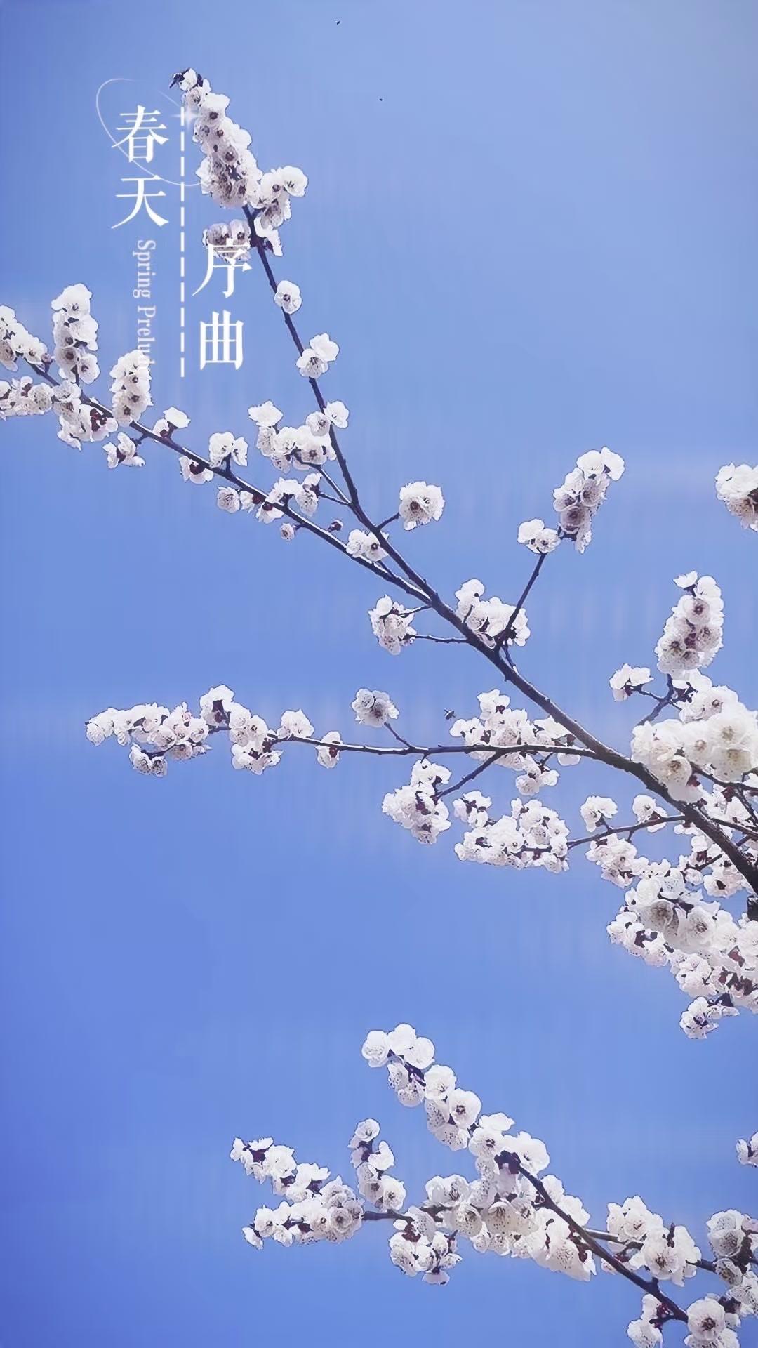 春天的花根本拍不完，每一朵都想记录下来，不知不觉就拍了很久，脖子居然都不怎么酸了