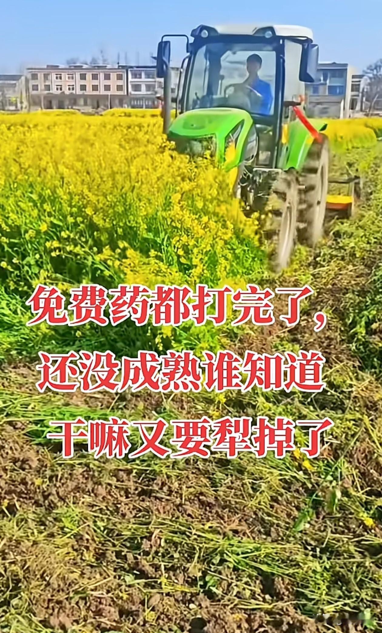 先是无人机打一遍免费药，油菜花还没成熟，谁知道干嘛又要全部推掉了？
生活总是魔幻