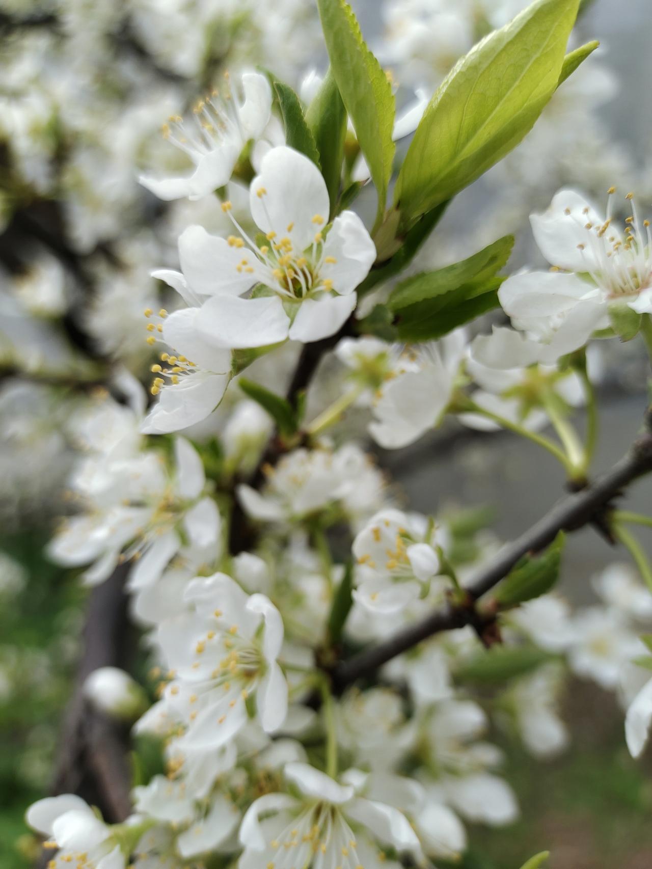 记录我的2026花不误，春有约