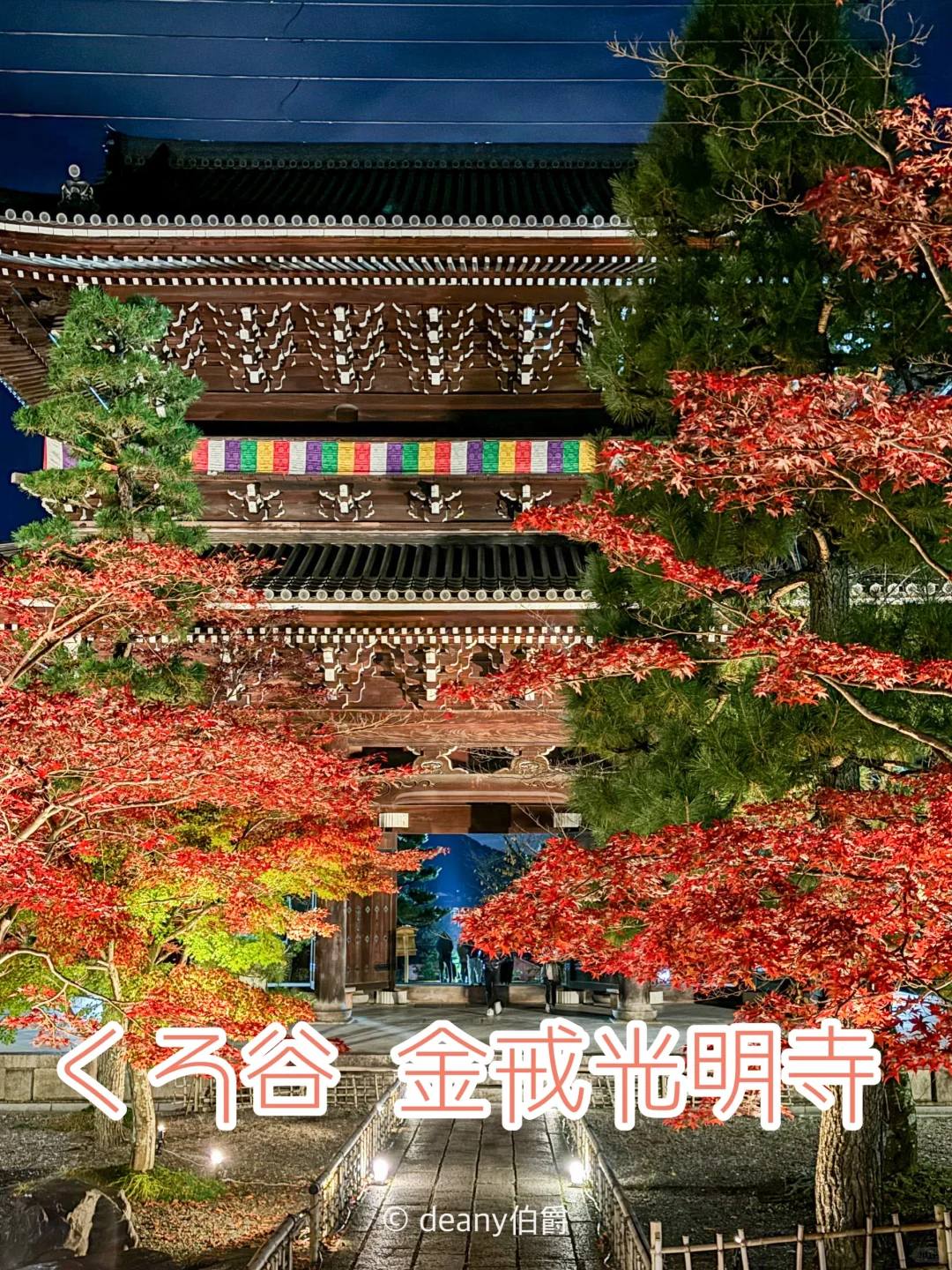 京都红叶🍁金戒光明寺夜枫1128