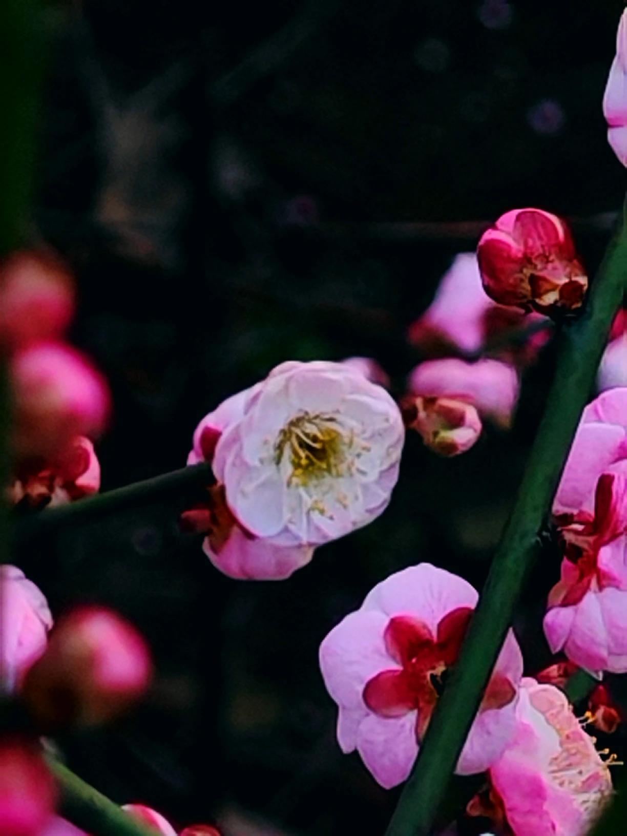 我用手机拍的红梅，那画面至今都让我心动。南滨路第一波红梅开了，那一片红梅，像天边