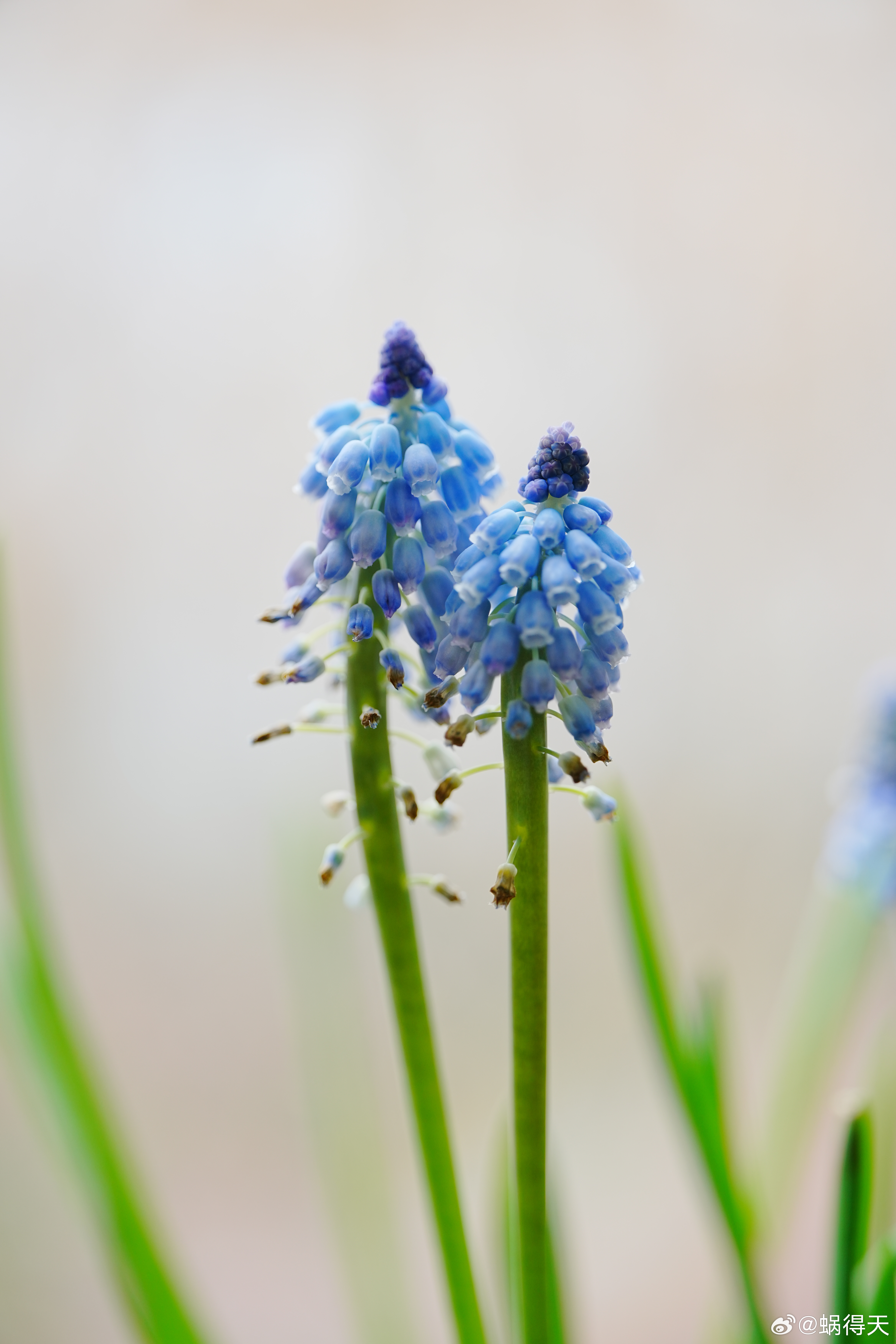 风信子蜗的摄影日记