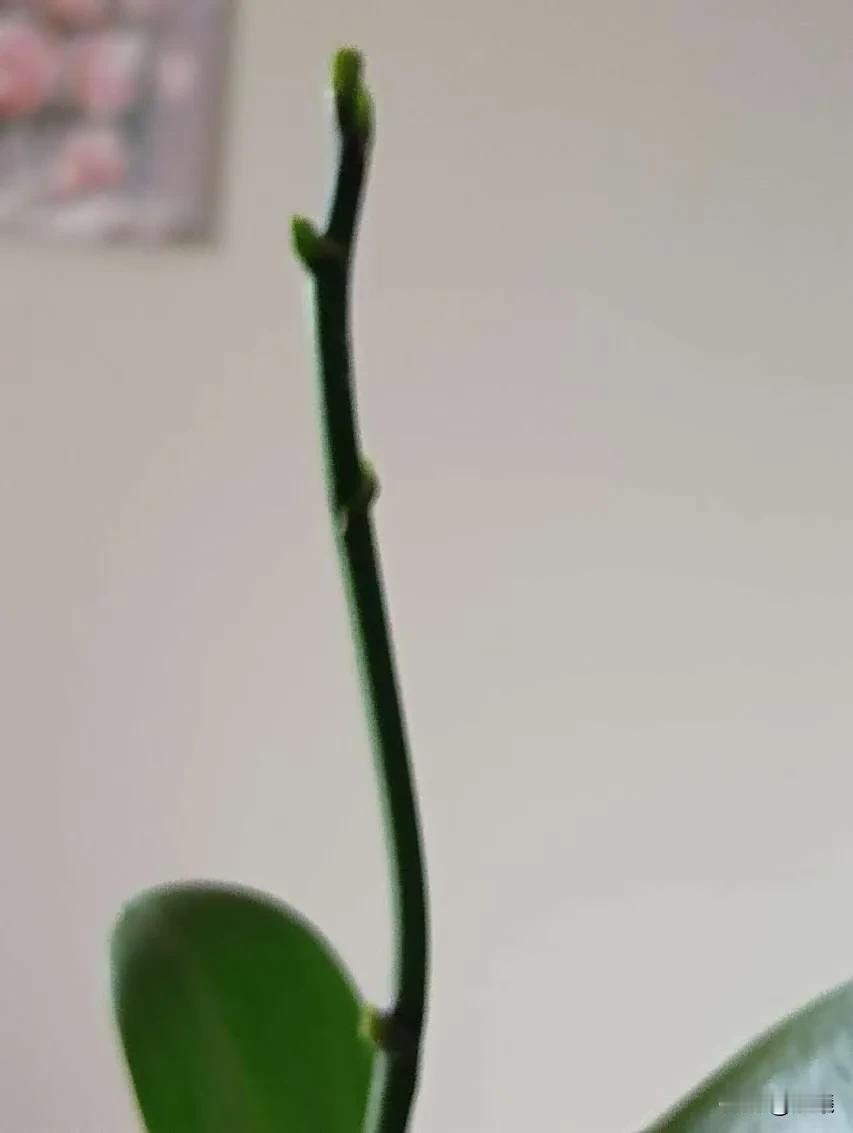一个喜欢花，但不会养花的中年女人又一次入坑了。

4个月钱前，在某多多购物平台看