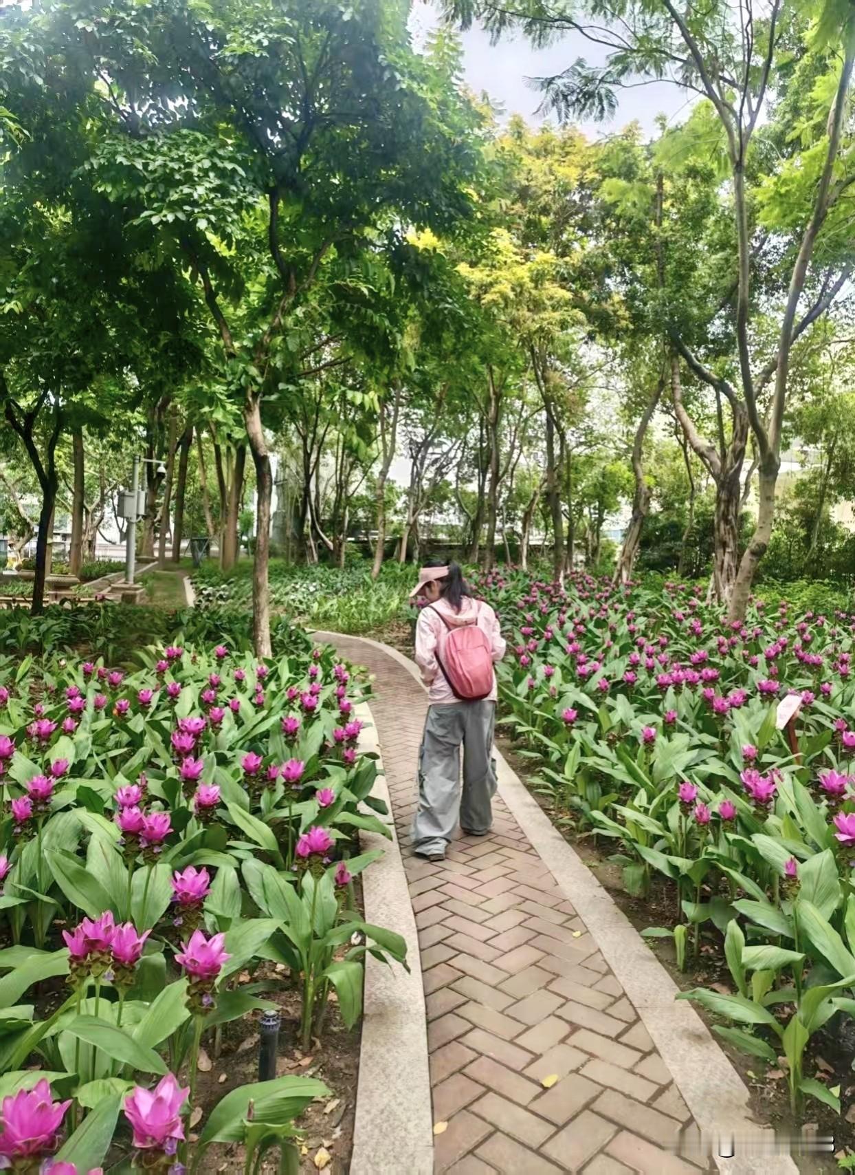 姜荷花开了！——广州白云姜
荷花公园（白云大道北/免费)
地址:
‌广州市白云区