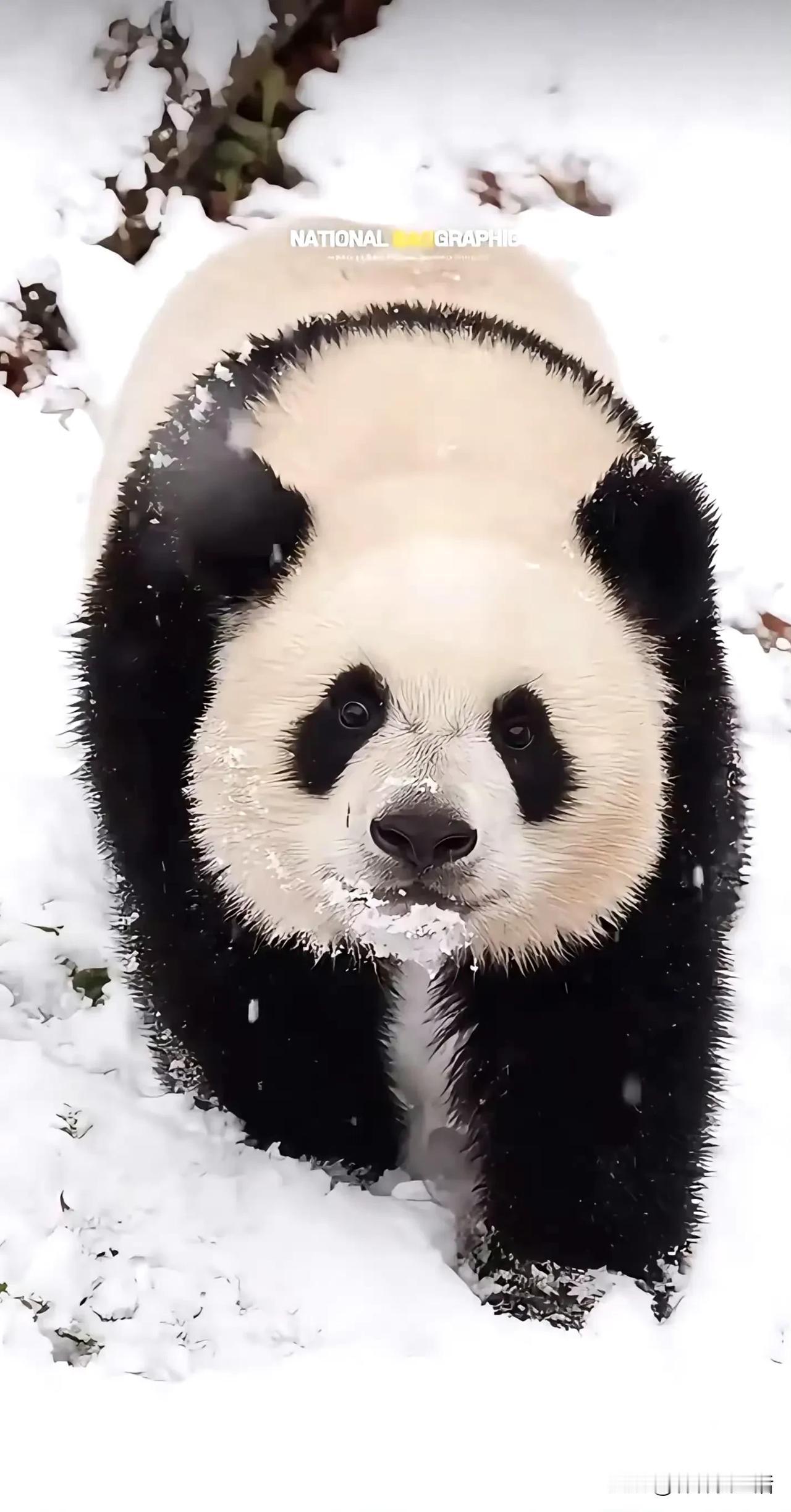 熊生的初雪，睿宝，你呆呆的模样不常见，需要好好被保存一下。


反正我见到睿宝，