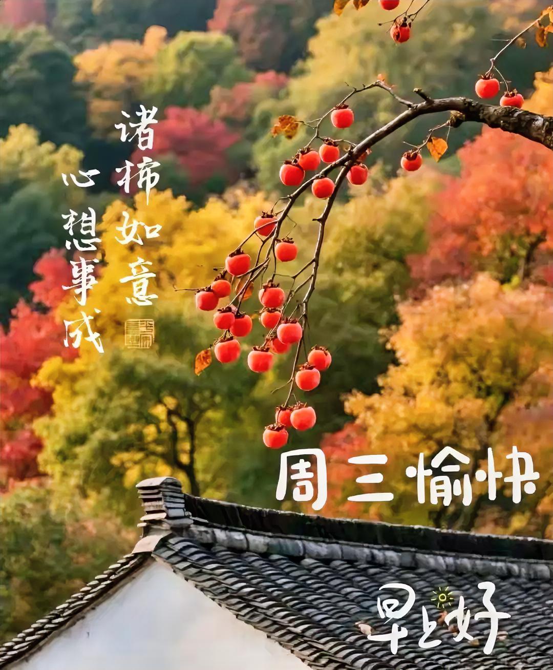 晨曦中柿红挂枝头，好运自然来报到。诸柿如意，心想事成，周三愉快早好呀！