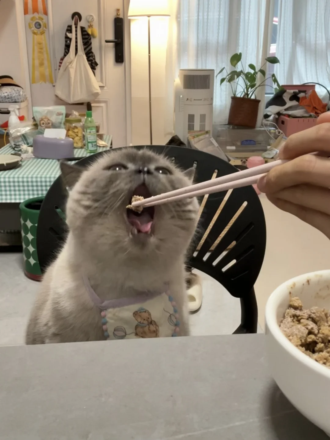 小猫吃饭，你夹吧！