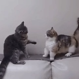 青草绒读读音乐