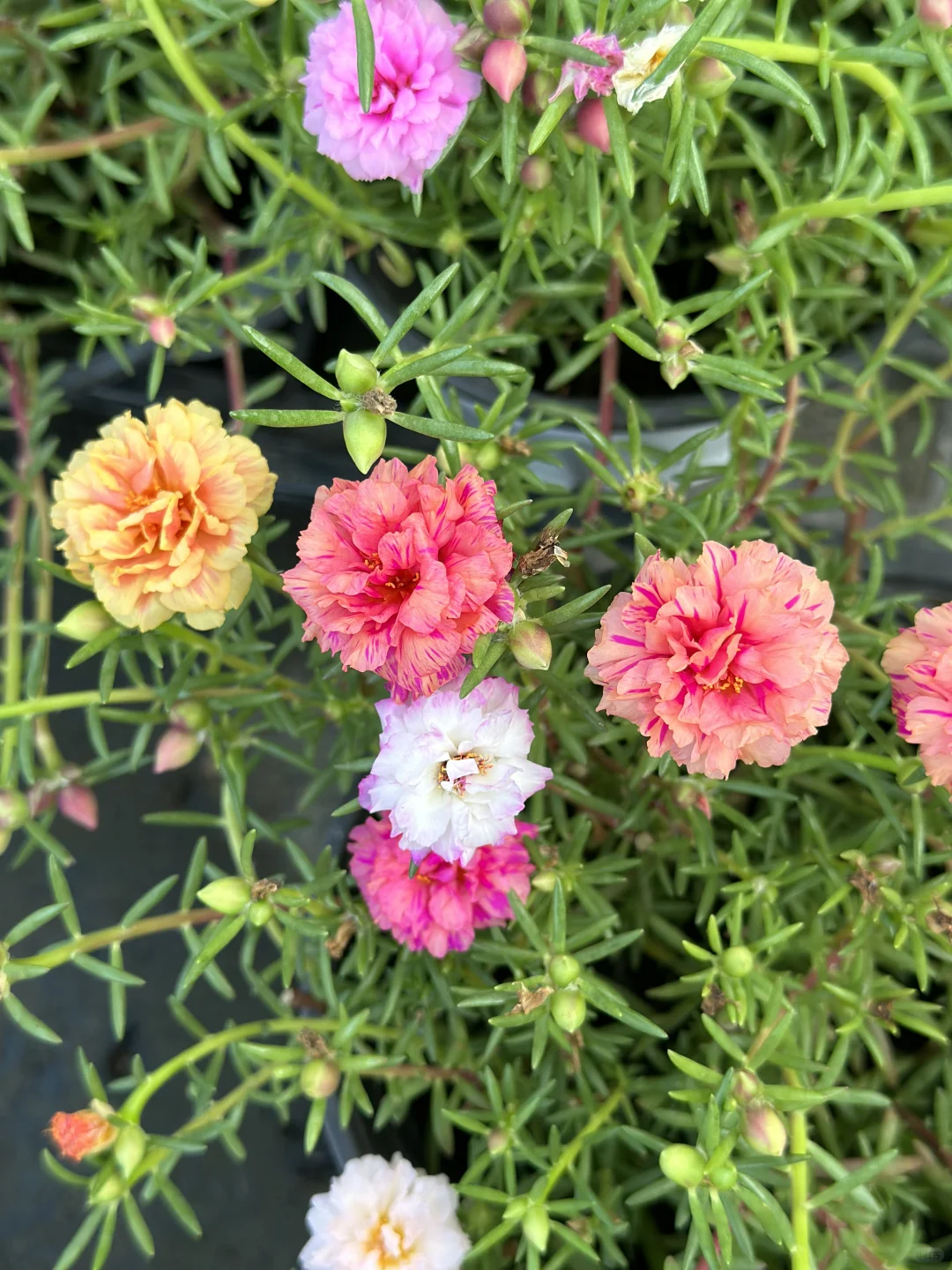 太阳花