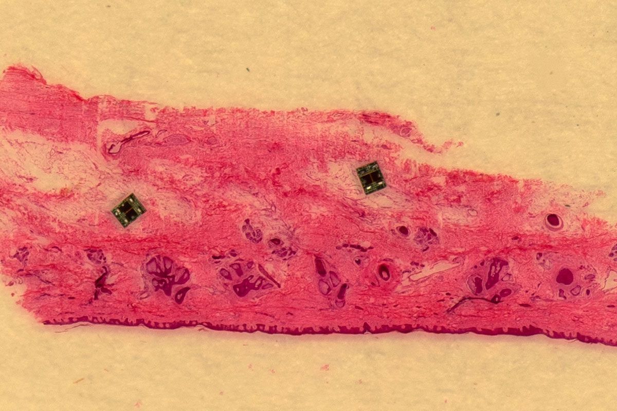 #会跳舞的机器人只有盐粒大小#【夜读 | #科学家开发盐粒大小机器人#】据美国《