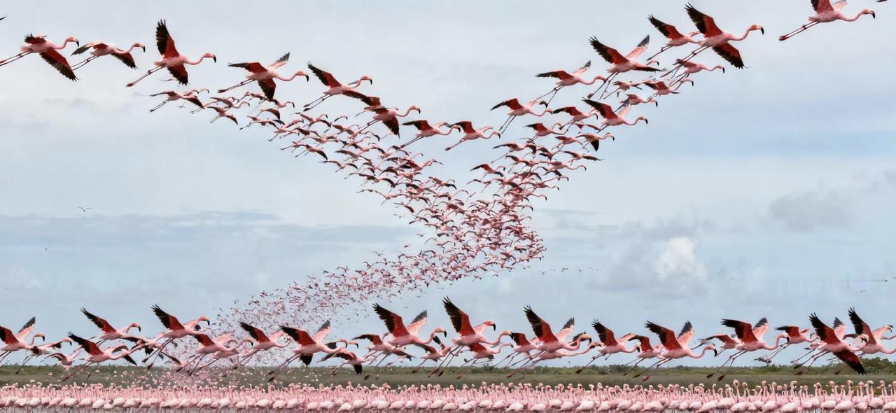 粉色的海洋，火烈鸟的盛宴，大自然的奇观！