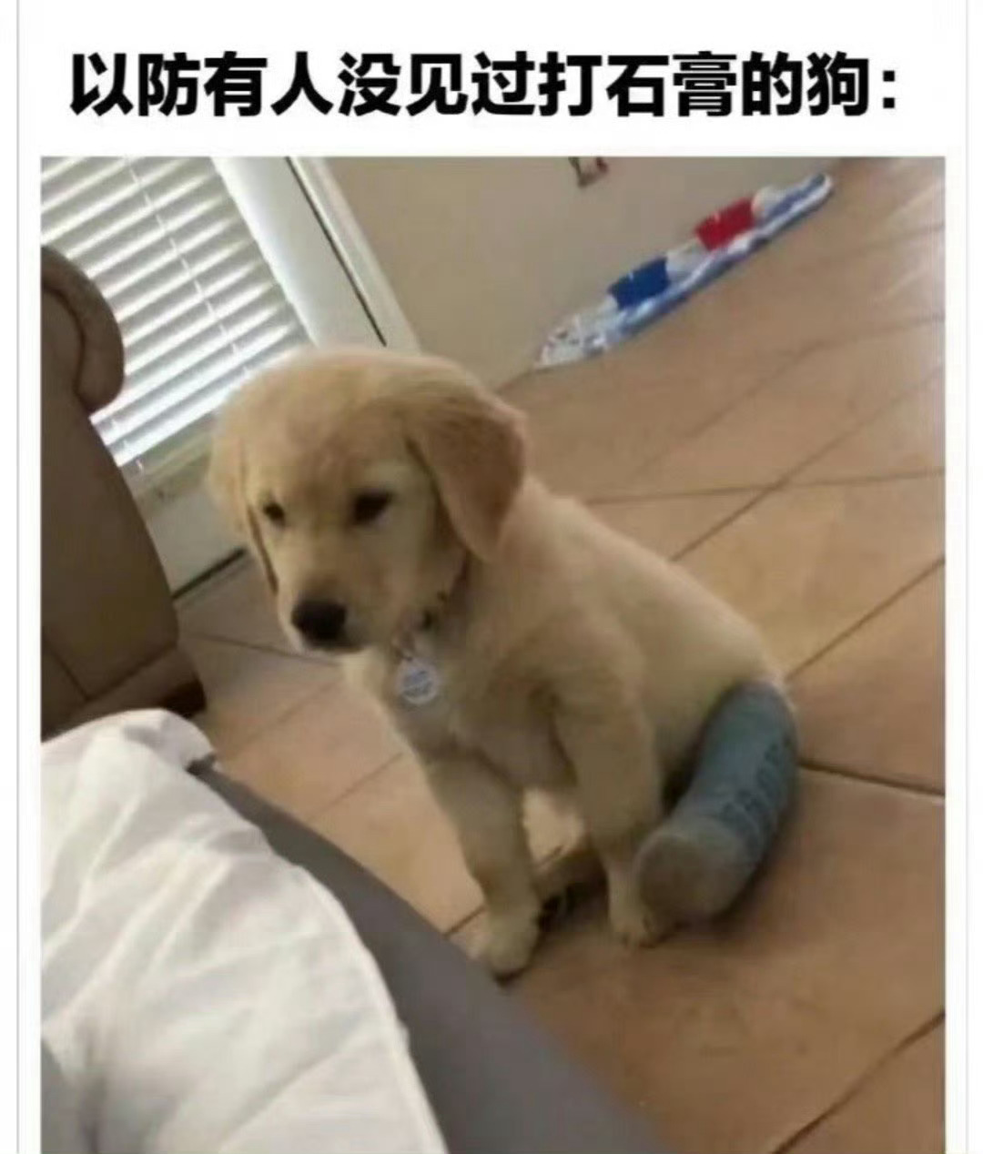 以防有人没见过打石膏的小金毛 