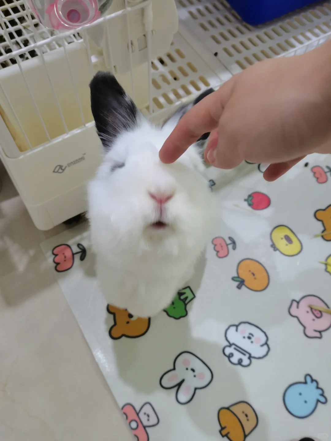 妈咪手里有好吃的咩？