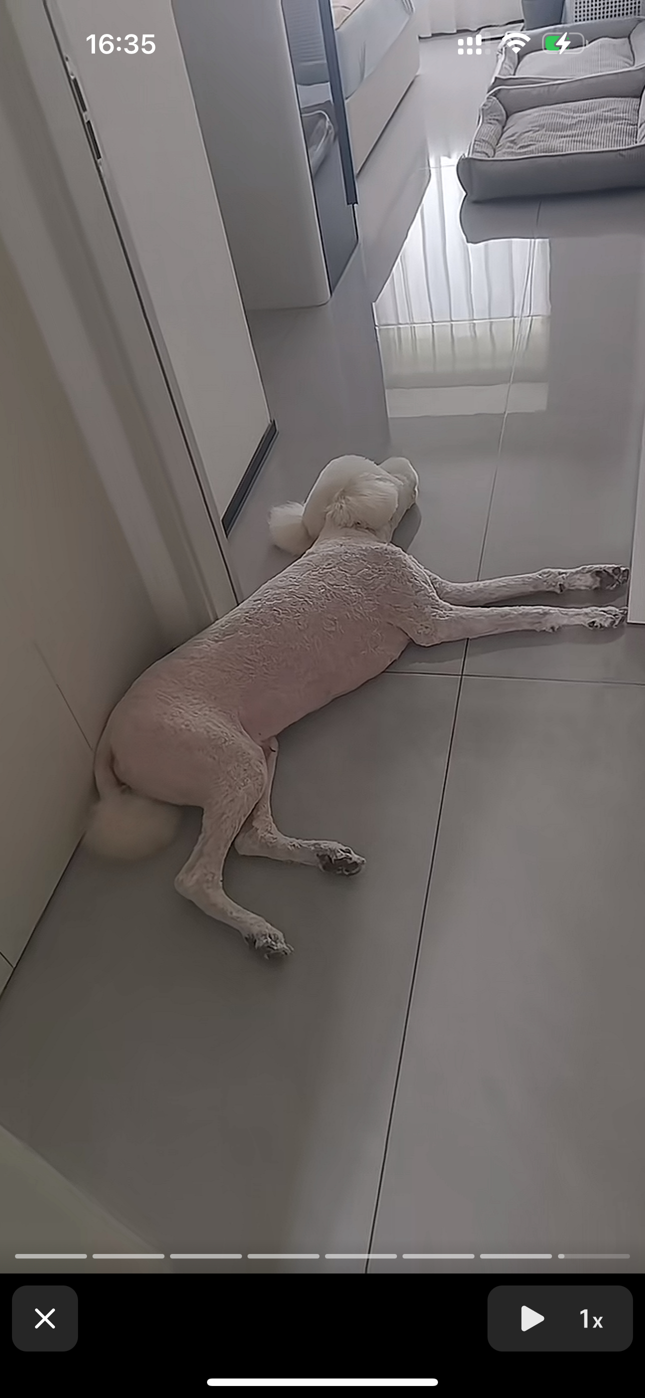 发生什么事了怎么牛奶给剃成这样了 