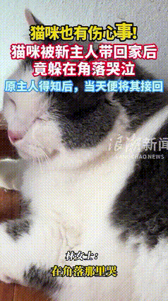 “解释不清了！”重庆的林女士买了一只“二手”猫咪，接猫咪回家的路上猫咪一直很乖，