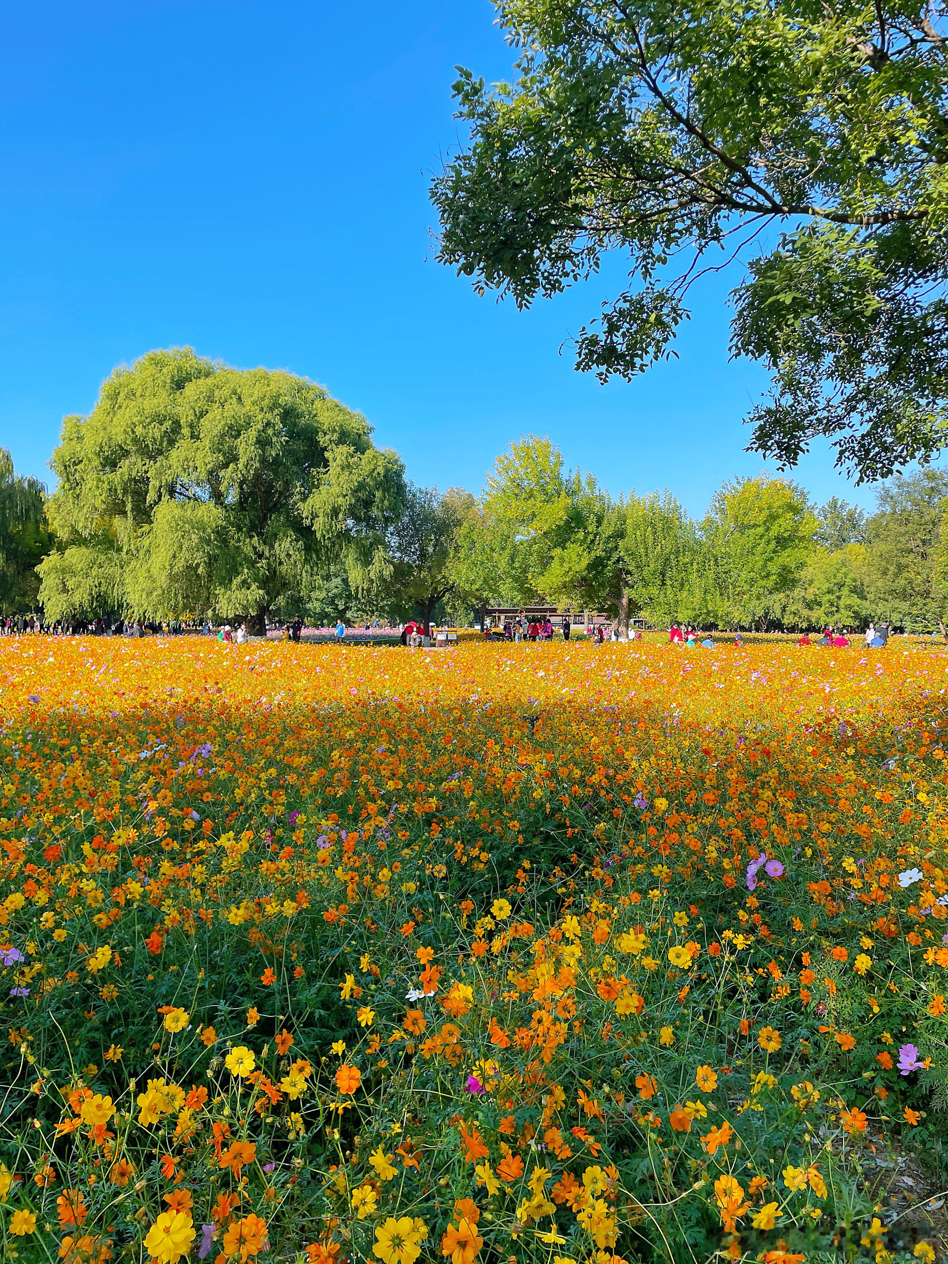 奥森百亩菊花海（百日菊、硫华菊、格桑花）花开正旺，目前还在最佳观赏期内，预计花期