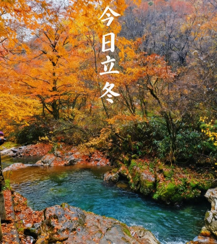 今日立冬，恰应了“细雨生寒未有霜，庭前木叶半青黄”的景致。

冬日最宜让心沉静，