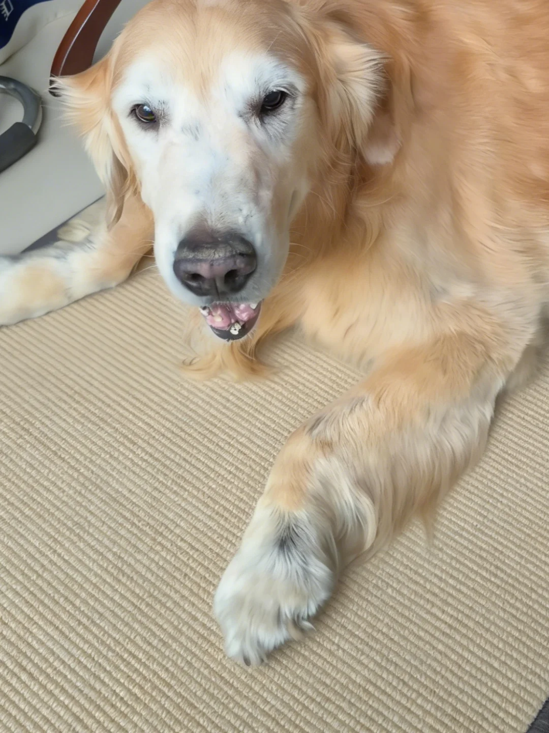 关节炎老年犬后腿越来越强壮💪经验分享～