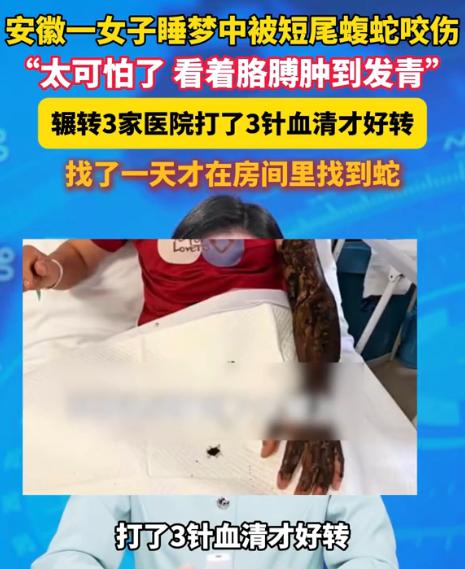 短尾蝮蛇堪称“入户常客”，体型小巧、擅长钻缝，空调孔、下水道、窗缝、门缝，哪怕是