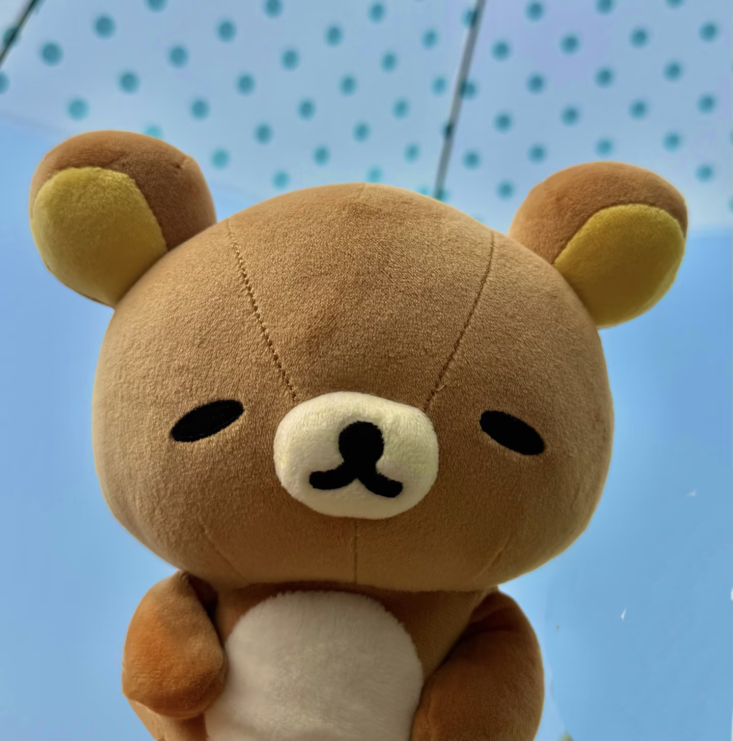 轻松熊՞⁃‎ㅅ⁃‎՞ 