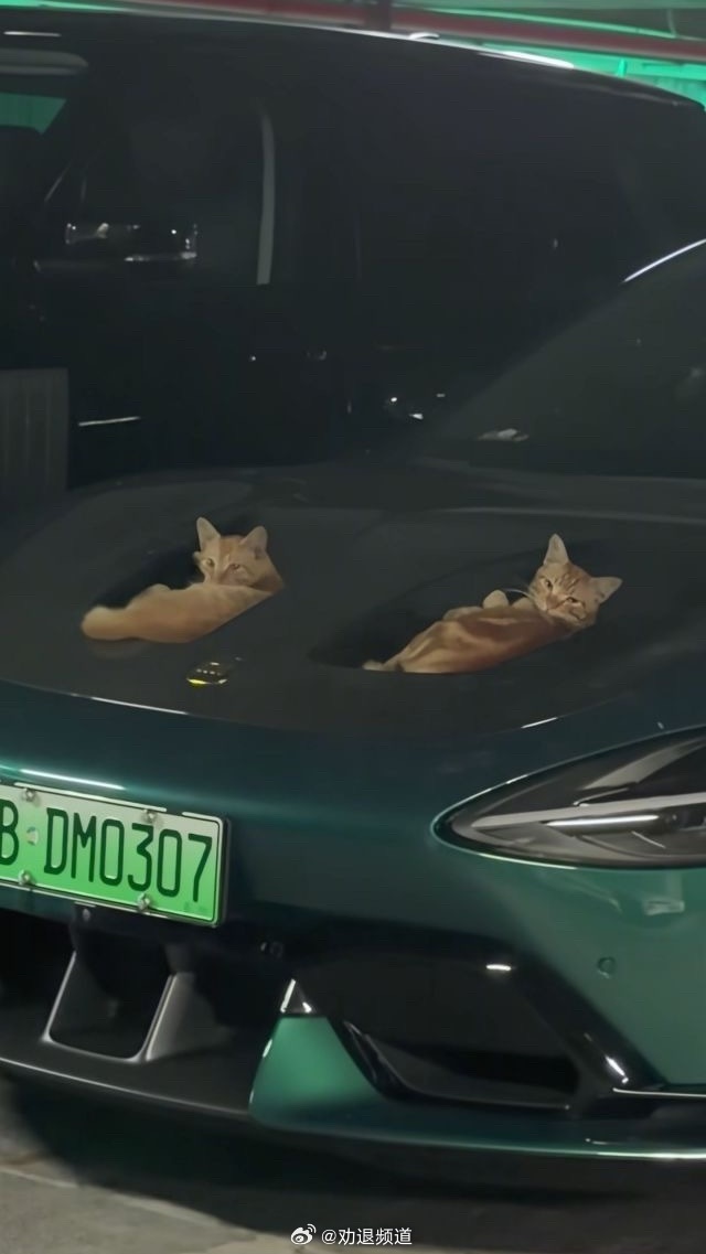 60 万以内最好的猫窝