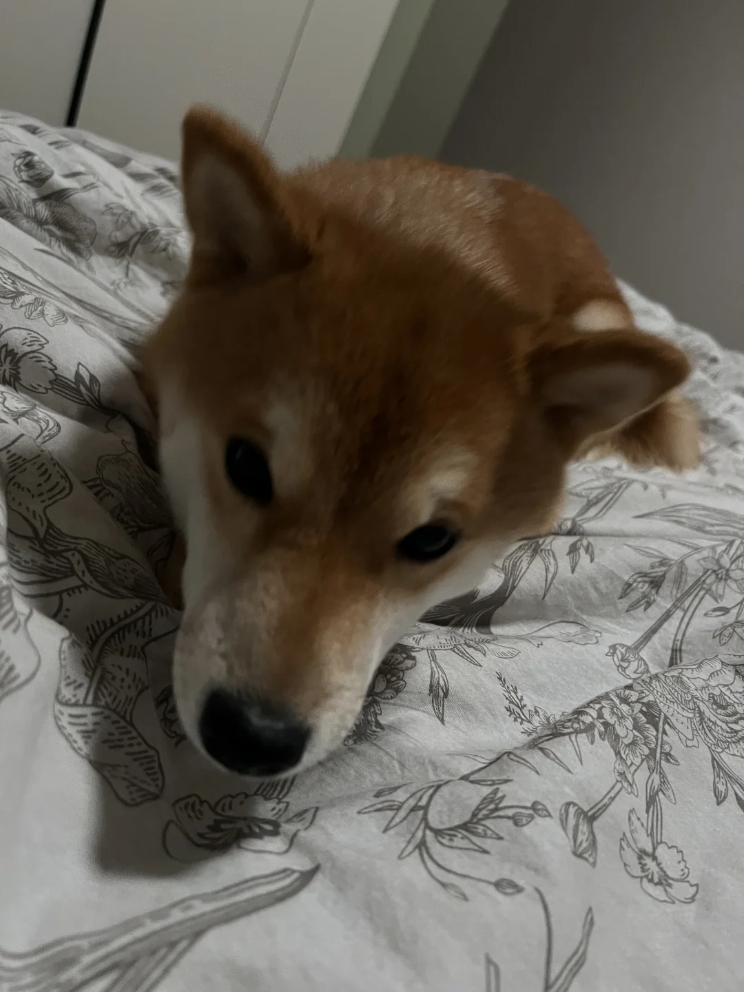 上床体验卡一天