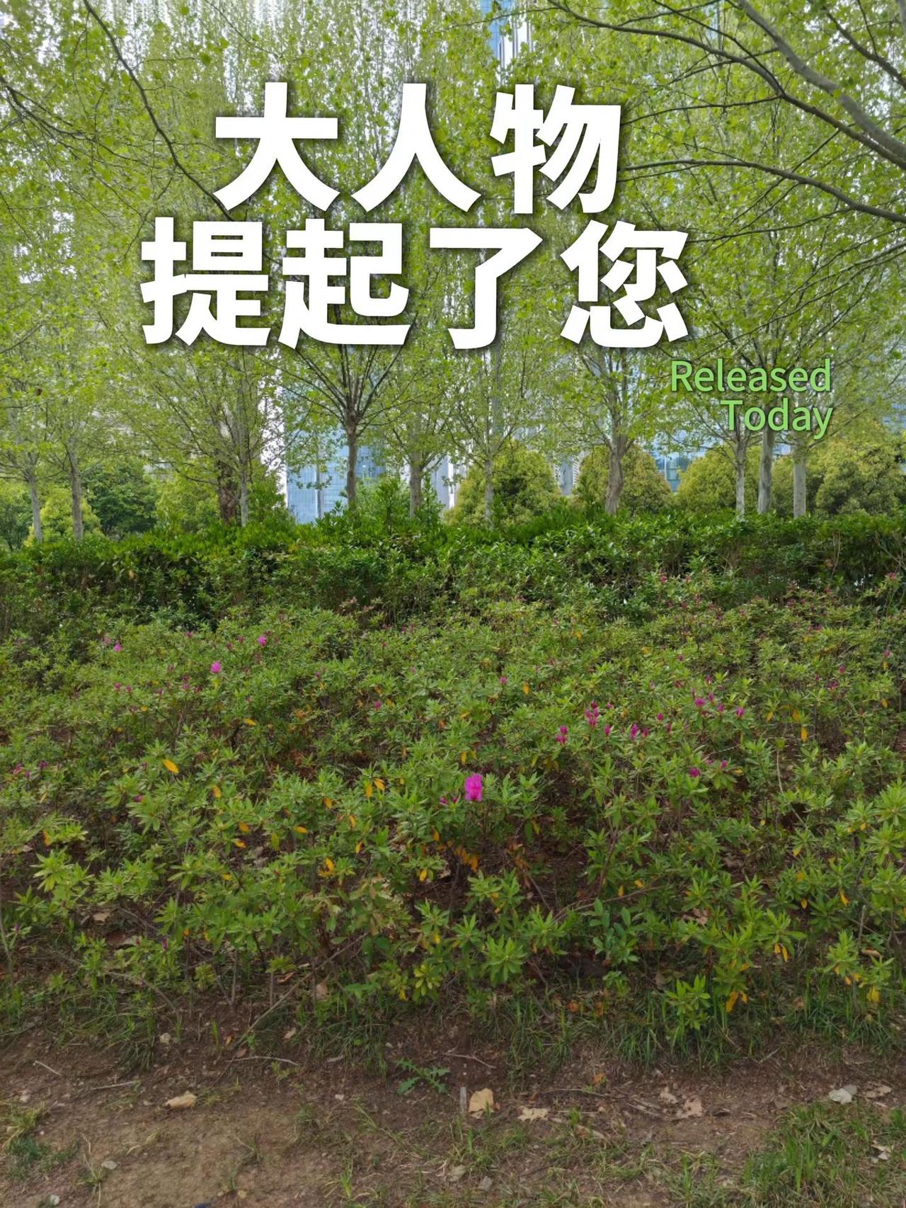 大人物提起了您。风景摄影 在大自然里chill一下 晒晒你拍的奇特的树 原创诗词