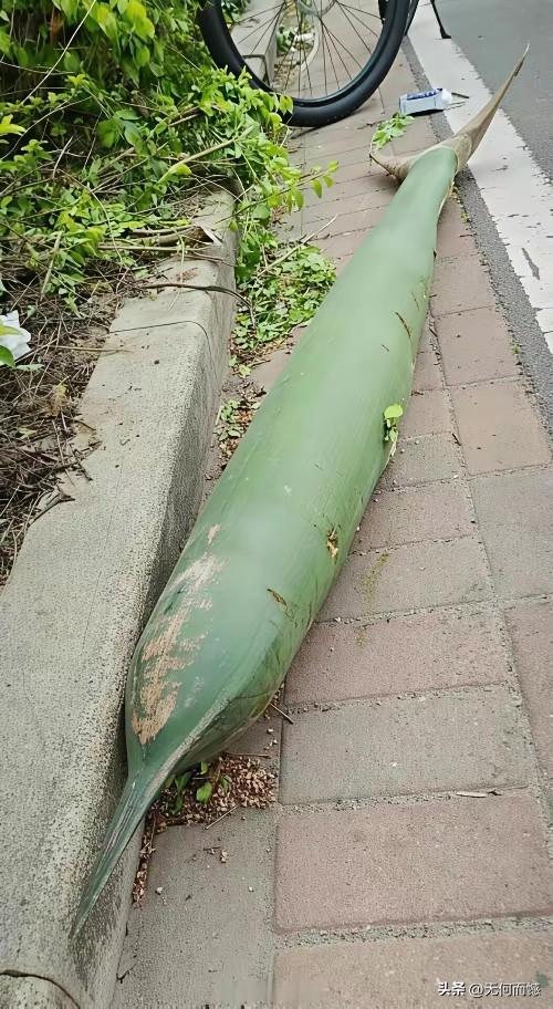 这东西个头真不小，而且形状和炸弹有点相似，在北方真没有看过这种东西，这应该是南方