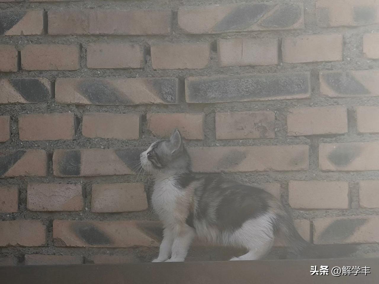 低点大概率出现在十月末十一月第一周之间，
然后开始反弹，震荡，
大幅度反弹，明显