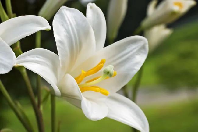 八卦大V万小刀居然写了白百合被秦五爷养成X傀儡的故事[震惊]。其实这个故事早就传
