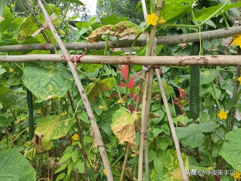 立秋后这6种菜千万别买，买了也别吃，很多人不清楚，看完能长知识
立秋之后，这6种