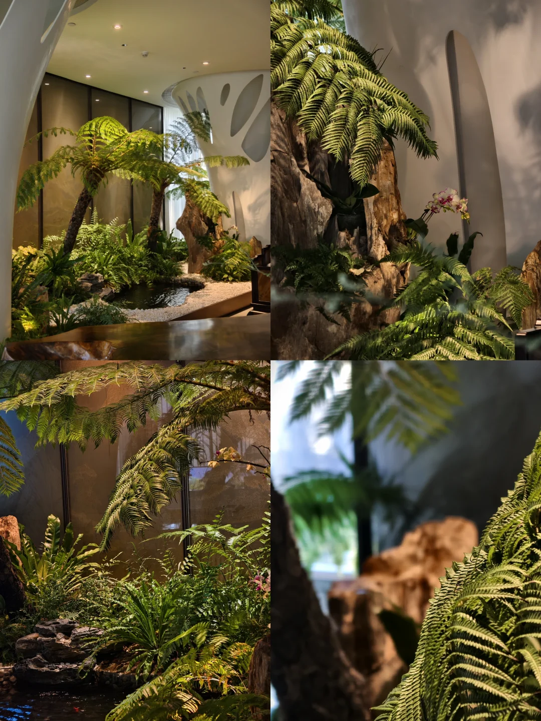 养护两年的植物状态依旧如初