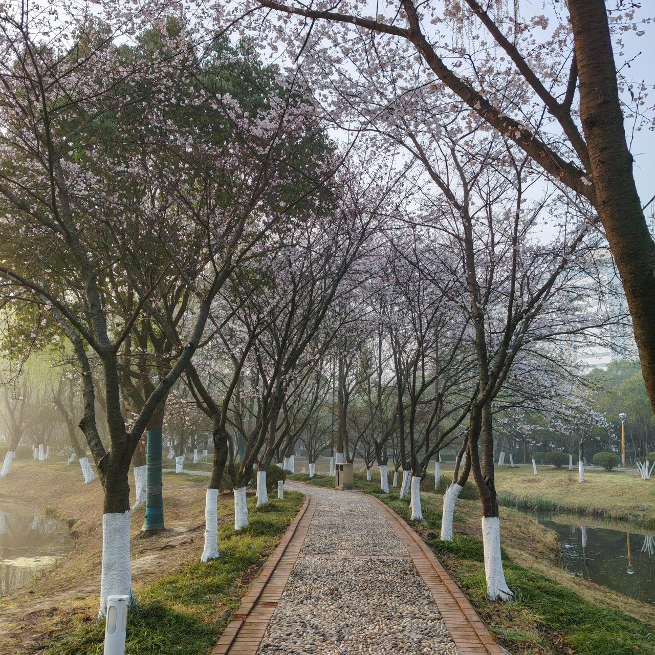 春天来了，公园里花簇锦攒