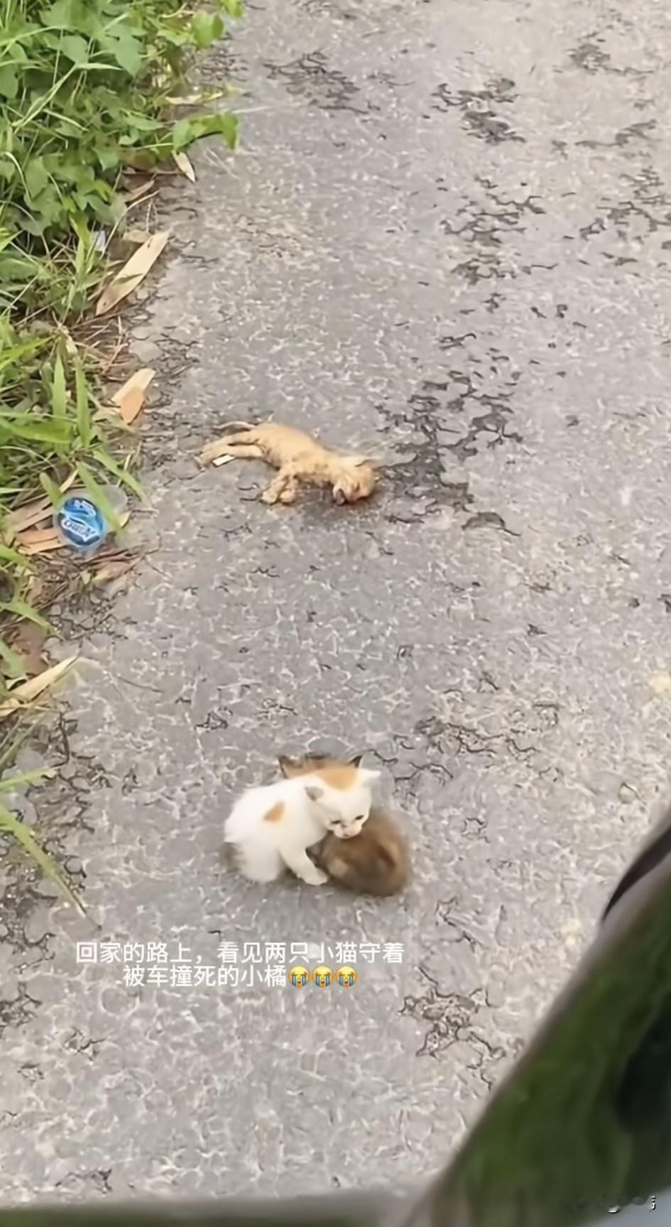 太可怜了！这天一位小姐姐下班回家，当她骑着电动车来到一条小路上的时候，看到了令人